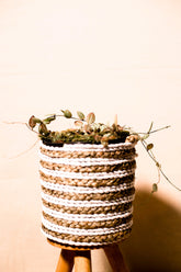 Dischidia ovata